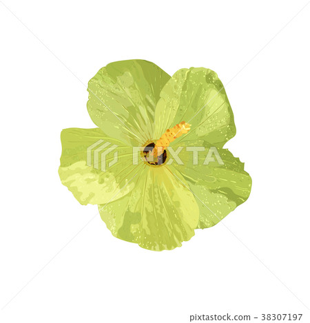 Isolated yellow Hibiscus tropical plant 38307197