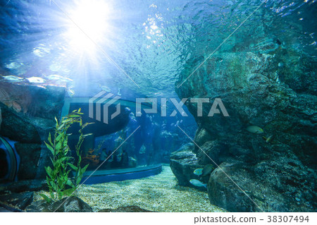 fish in sea Aquarium tank with light from the top fish in sea Aquarium tank with light from the top 38307494