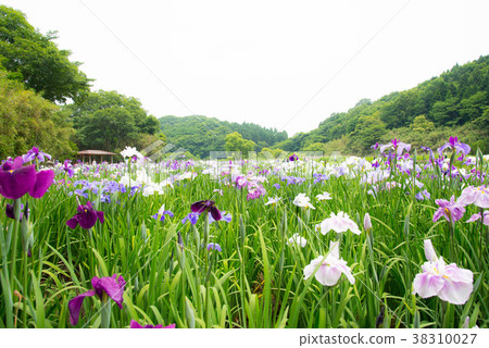 Kagura ladies' irises Kagura ladies' irises 38310027