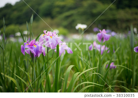 Kagura ladies' irises Kagura ladies' irises 38310035