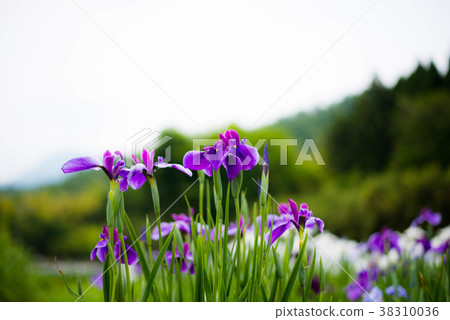 Kagura ladies' irises Kagura ladies' irises 38310036