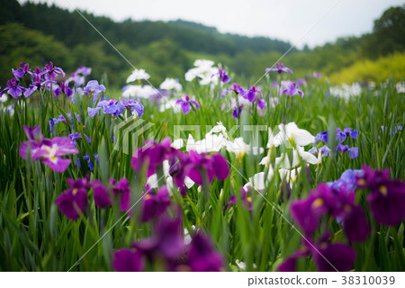 Kagura ladies' irises Kagura ladies' irises 38310039