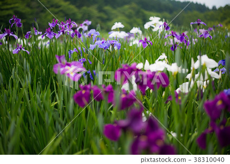 Kagura ladies' irises Kagura ladies' irises 38310040