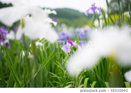Kagura ladies' irises Kagura ladies' irises 38310043