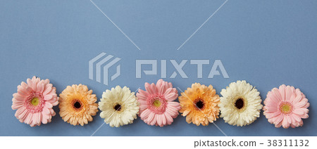 a row of multi-colored buds of gerberas isolated a row of multi-colored buds of gerberas isolated 38311132