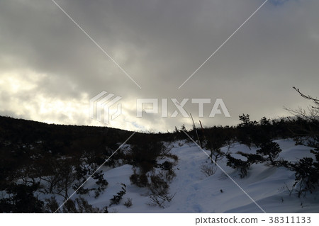 Akita Tarasan Five leaf Matsudaira of the winter season 38311133
