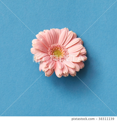 One pink gerbera flower isolated on blue with copy One pink gerbera flower isolated on blue with copy 38311139