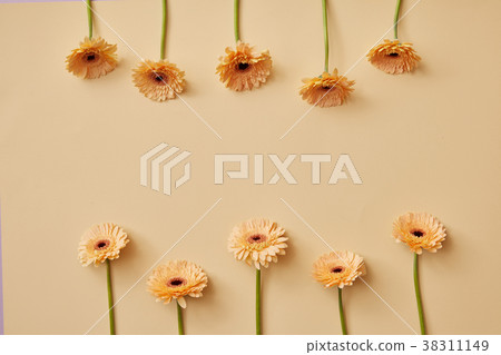 Creative composition of beige flowers gerberas for 38311149