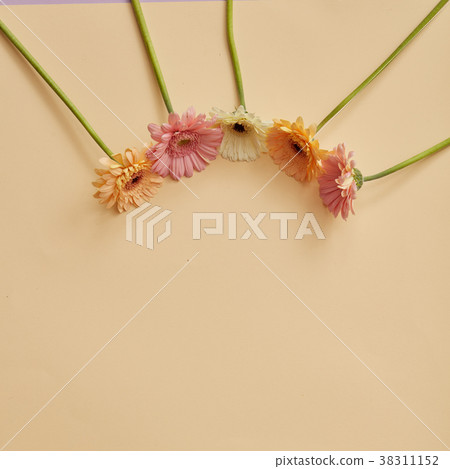 frame from different flowers of gerbera on a beige frame from different flowers of gerbera on a beige 38311152