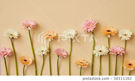 White, pink and orange gerbera flowers on a beige White, pink and orange gerbera flowers on a beige 38311162