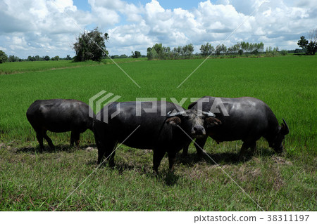 Buffalo standing in a field grasses Buffalo standing in a field grasses 38311197