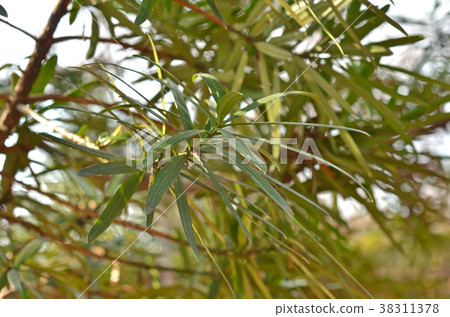 Tree: Inuma Maki 38311378