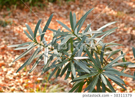 Tree: Inuma Maki Tree: Inuma Maki 38311379