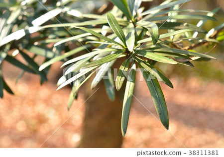 Tree: Inuma Maki Tree: Inuma Maki 38311381