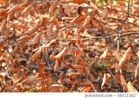 Tree: Inu Beech Tree: Inu Beech 38311382