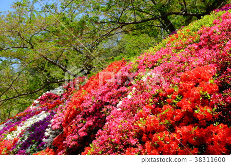 美麗的杜娟花風景 花公園 照片素材 圖片 圖庫