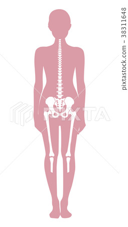 Female whole body skeleton Female whole body skeleton 38311648