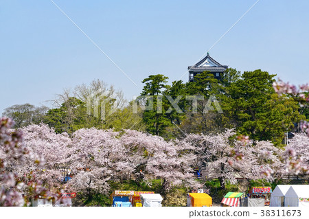 岡崎公園櫻花節 岡崎公園櫻花節 38311673