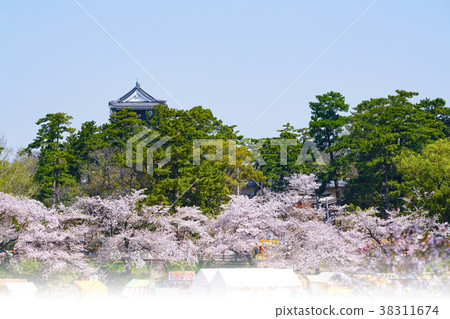 岡崎公園櫻花節 岡崎公園櫻花節 38311674