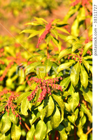 樹：Acetobiaceae 38311727