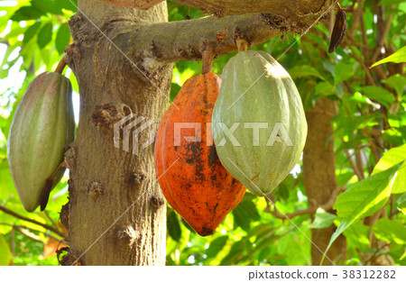 Tree: cacao plant Tree: cacao plant 38312282