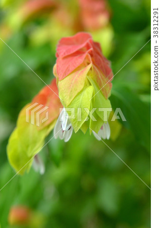 樹:黃連菊花科 樹:黃連菊花科 38312291