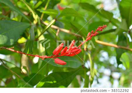 樹:Quassia niger 樹:Quassia niger 38312292