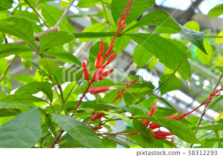 樹:Quassia niger 樹:Quassia niger 38312293