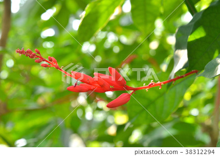 樹:Quassia niger 樹:Quassia niger 38312294
