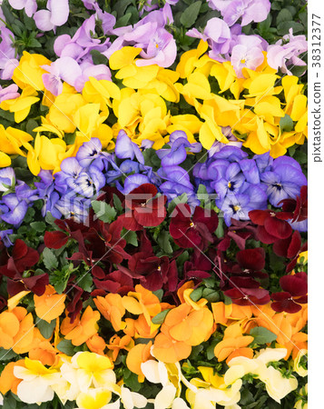 Pansy seedlings 38312377