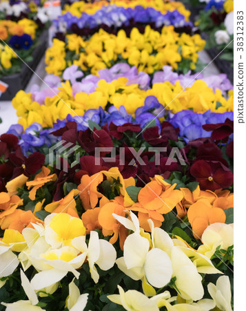 Pansy seedlings Pansy seedlings 38312383