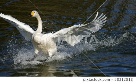 天鵝沼澤澆水 38312818