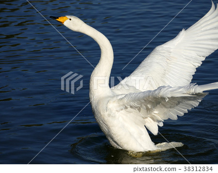 天鵝飛過老tokunuma 38312834