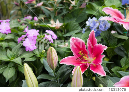 pink lily flower in garden. blooming flora. flowerbed in park. pink lily flower in garden. blooming flora. flowerbed in park. 38313076