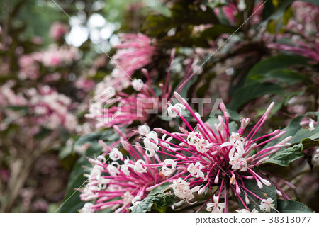 quezonia flower. winter starburst tree. Clerodendrum Quadriloculare. blooming flora in garden. pink blossom in park quezonia flower. winter starburst tree. Clerodendrum Quadriloculare. blooming flora in garden. pink blossom in park 38313077