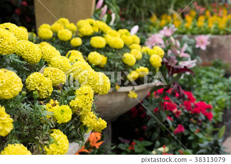yellow marigold flower in garden. blooming flora. flowerbed in park. yellow marigold flower in garden. blooming flora. flowerbed in park. 38313079