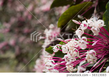 quezonia flower. winter starburst tree. Clerodendrum Quadriloculare. blooming flora in garden. pink blossom in park quezonia flower. winter starburst tree. Clerodendrum Quadriloculare. blooming flora in garden. pink blossom in park 38313083