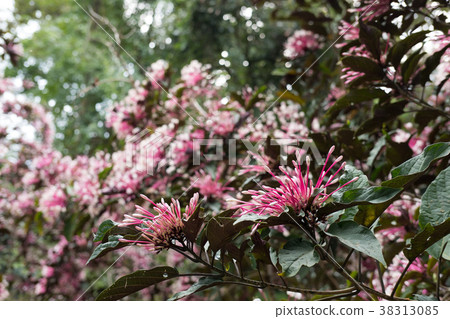 quezonia flower. winter starburst tree. Clerodendrum Quadriloculare. blooming flora in garden. pink blossom in park 38313085