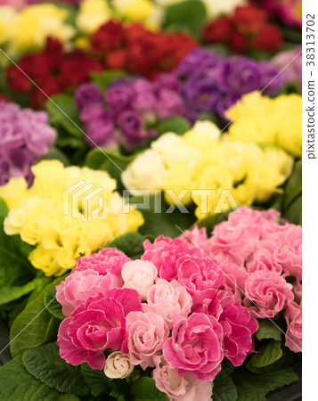 Primula Julien 38313702