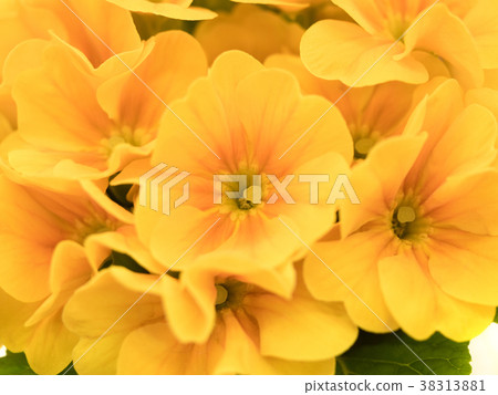 Primula Julien 38313881