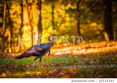 Fall turkey 38314343