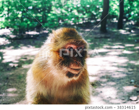 Barbary macaque in the forest natural park. 38314615