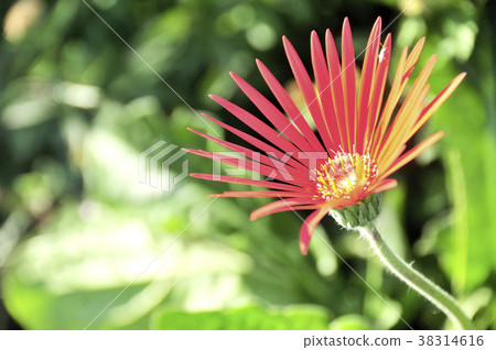非洲菊的紅色花朵 非洲菊的紅色花朵 38314616