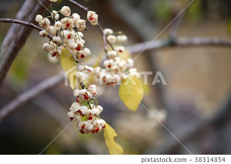 Mayumi fruit Mayumi fruit 38314854