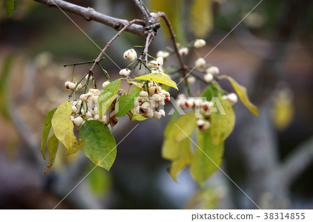 Mayumi fruit Mayumi fruit 38314855