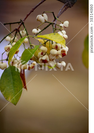 Mayumi fruit 38314860