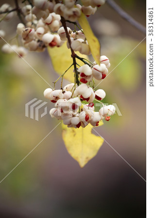 Mayumi fruit 38314861