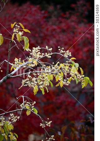 Mayumi fruit 38314869