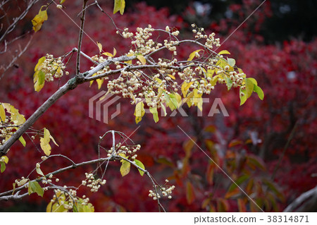 Mayumi fruit 38314871