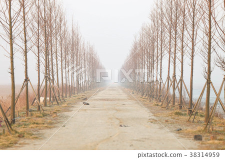 nature, tree, dawn 38314959